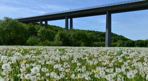 Eine riesige Wiese voller Pusteblumen unter der Autobahnbrücke nahe Limburg