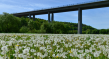 Eine riesige Wiese voller Pusteblumen unter der Autobahnbrücke nahe Limburg