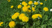 Leuchtend gelbe Löwenzahnblüten auf einer Wiese