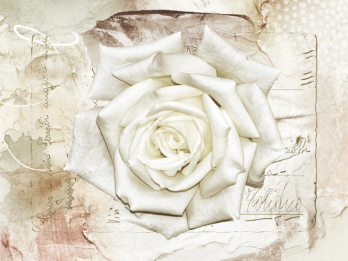 Im Vintagestil gestaltetes Foto einer Rosenblüte