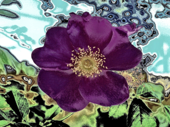 Abstrakt gestaltetes Foto einer wilden Rose am Wegrand