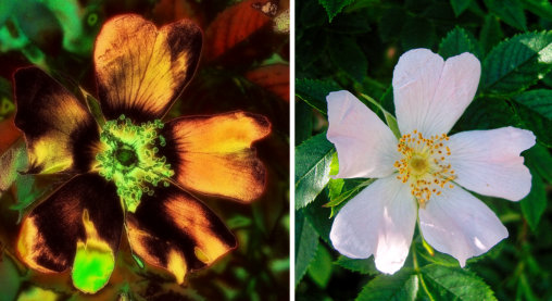Gegenüberstellung einer bearbeiteten Rosenblüte mit dem Original