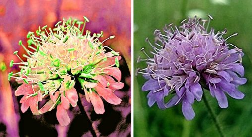 Gegenüberstellung einer bearbeiteten Wiesenblume mit dem Original