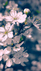 Der ZZweig mit wilden Kirschblüten in Retroblau