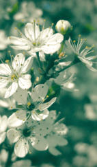 Der Zweig mit wilden Kirschblüten in Retrogrün
