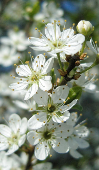 Ein Zweig wilder Kirschblüten original belassen