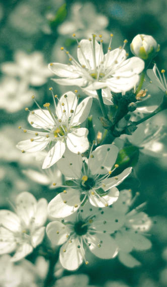 Der Zweig mit wilden Kirschblüten in Retrogrün