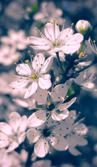 Der ZZweig mit wilden Kirschblüten in Retroblau