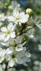 Ein Zweig wilder Kirschblüten original belassen