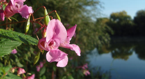 Indisches Springkraut blüht am Ufer der Lahn.
