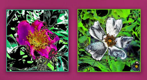 Zwei abstrakte Blumenbilder als Wanddekoration