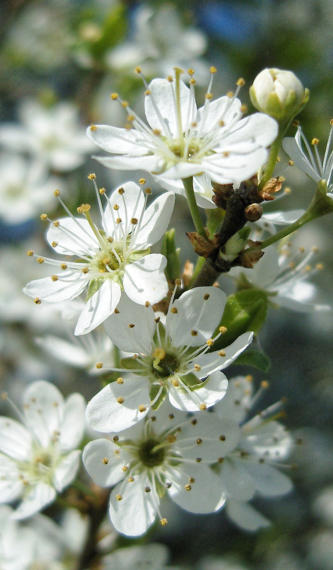 Kirschblütenzweig mit dichten weißen Blüten
