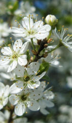 Kirschblütenzweig mit dichten weißen Blüten