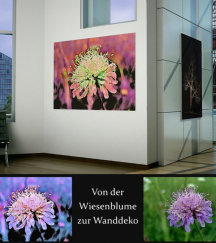 Fotocollage mit den künstlerisch verfremdeten Bildern einer Wiesenblume